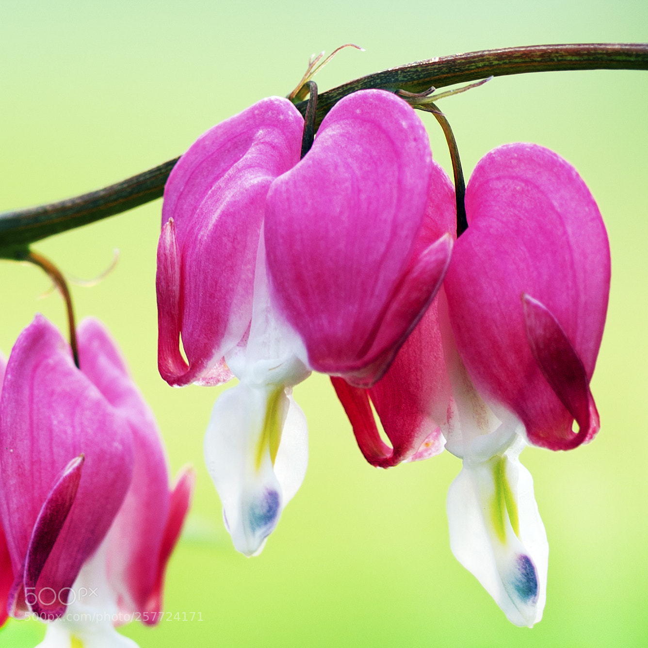 Sony a7R III sample photo. Bleeding hearts close up photography