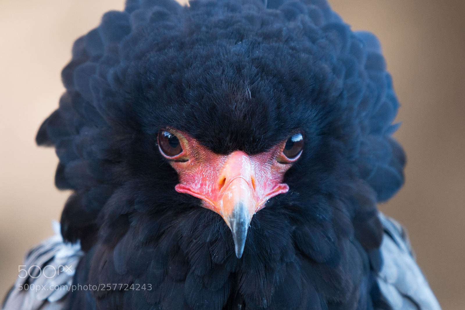 Canon EOS 70D sample photo. Bird portrait photography