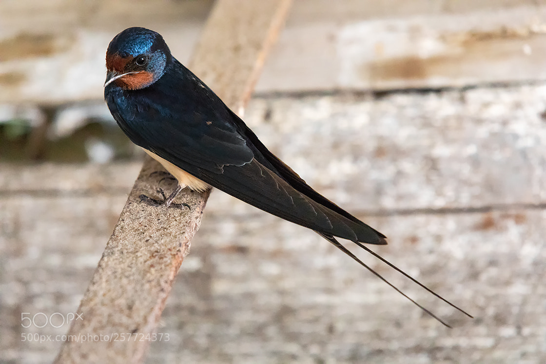 Canon EOS 5D Mark IV sample photo. Barn swallow photography