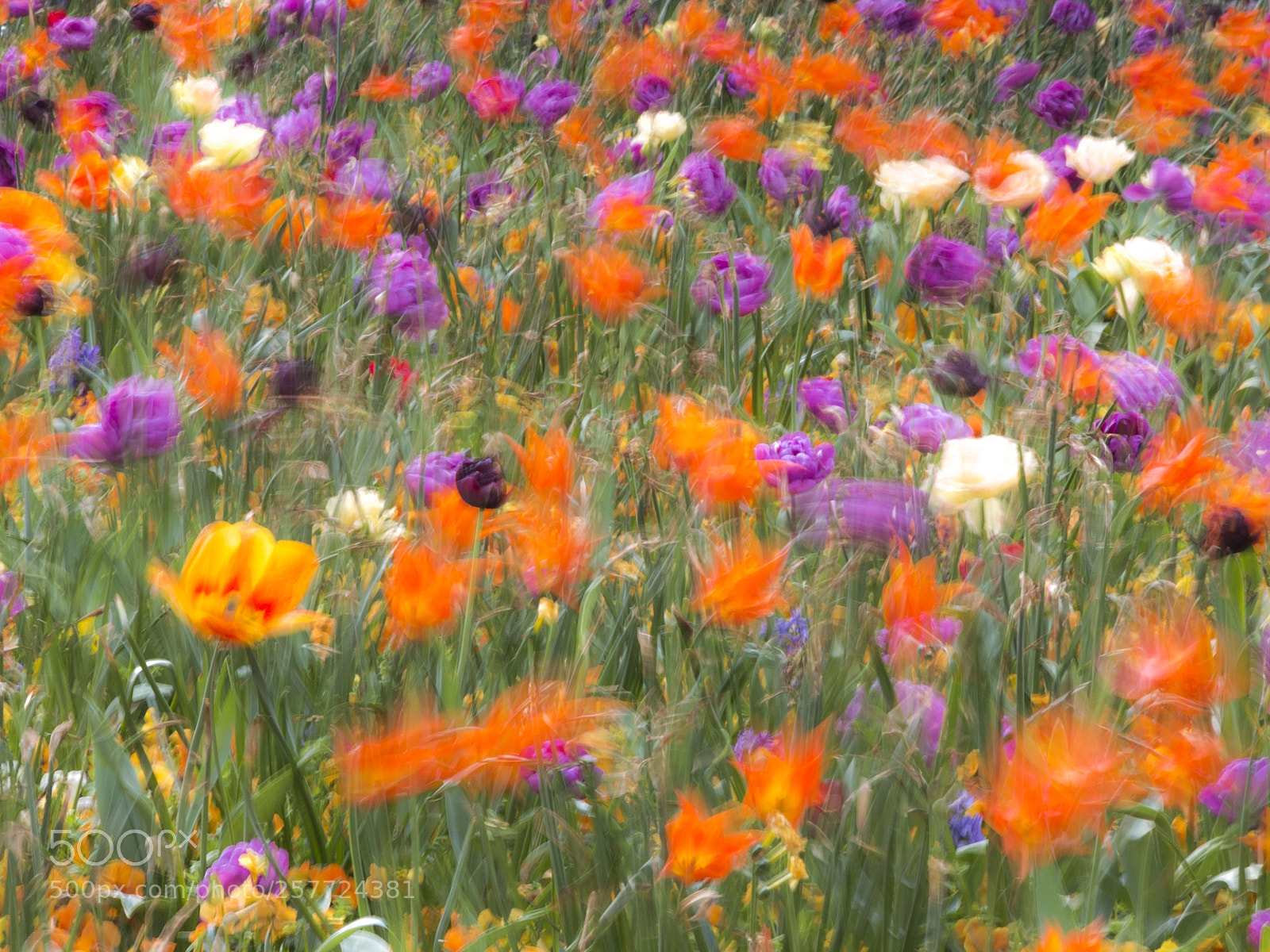 Canon EOS 70D sample photo. Windige tulpen photography