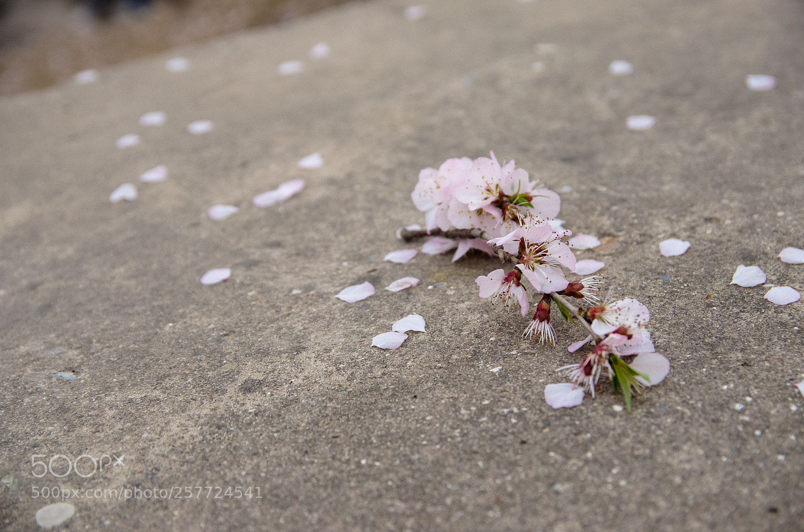 Nikon D5100 sample photo. Sakura photography