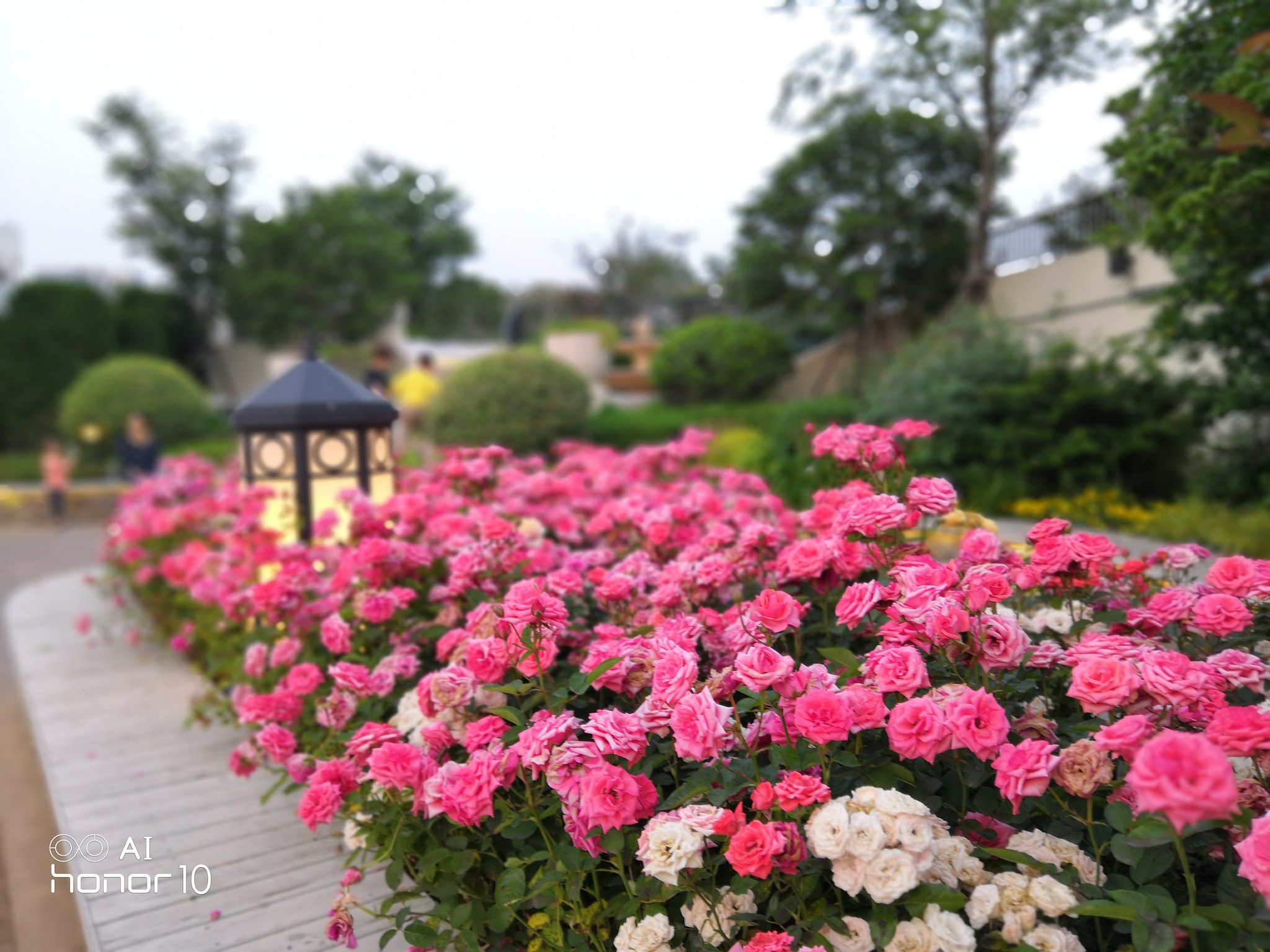 HUAWEI Honor 10 sample photo. Red rose photography