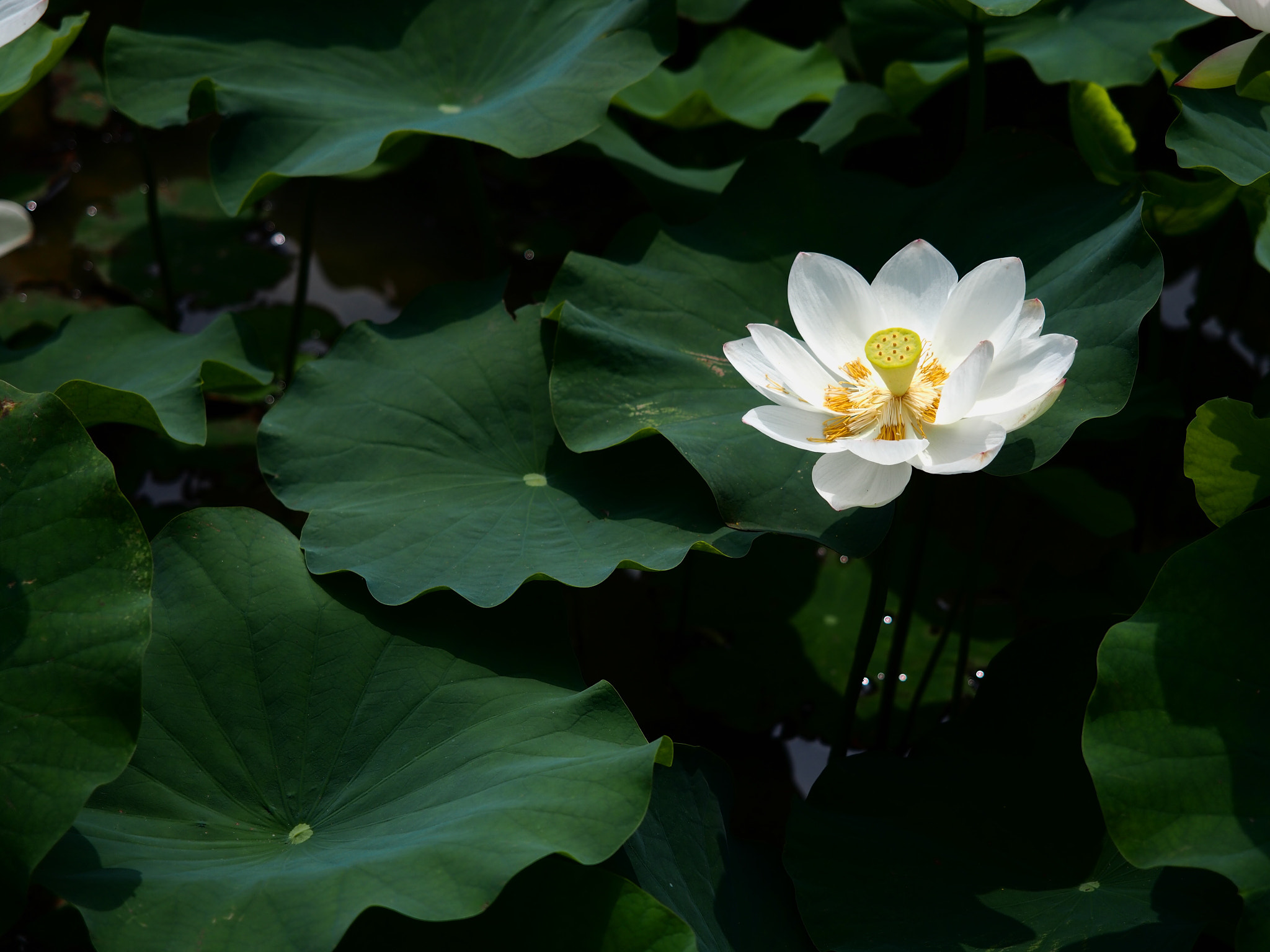 Olympus PEN E-PL6 sample photo. White lotus photography
