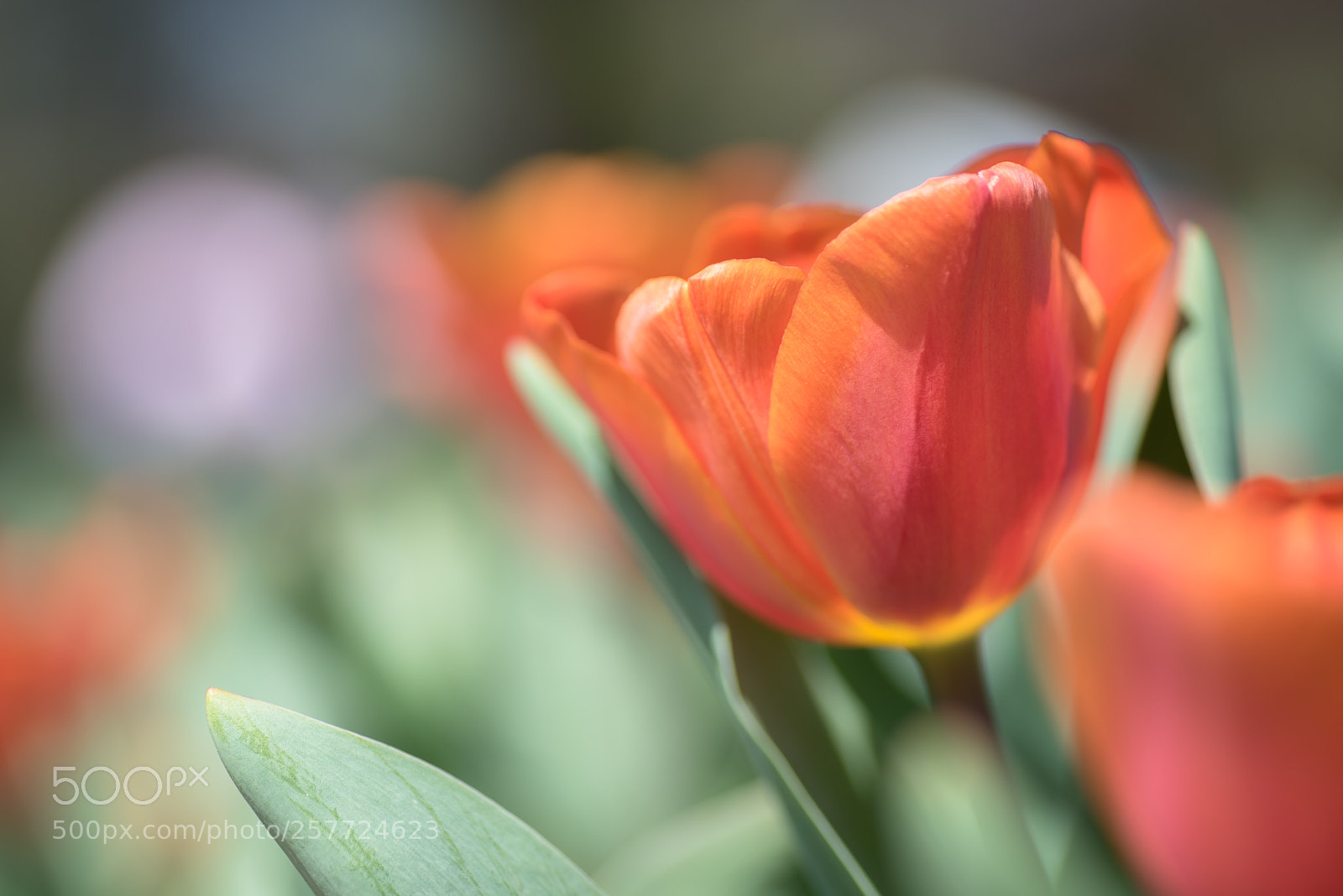 Nikon D750 sample photo. Untitled photography