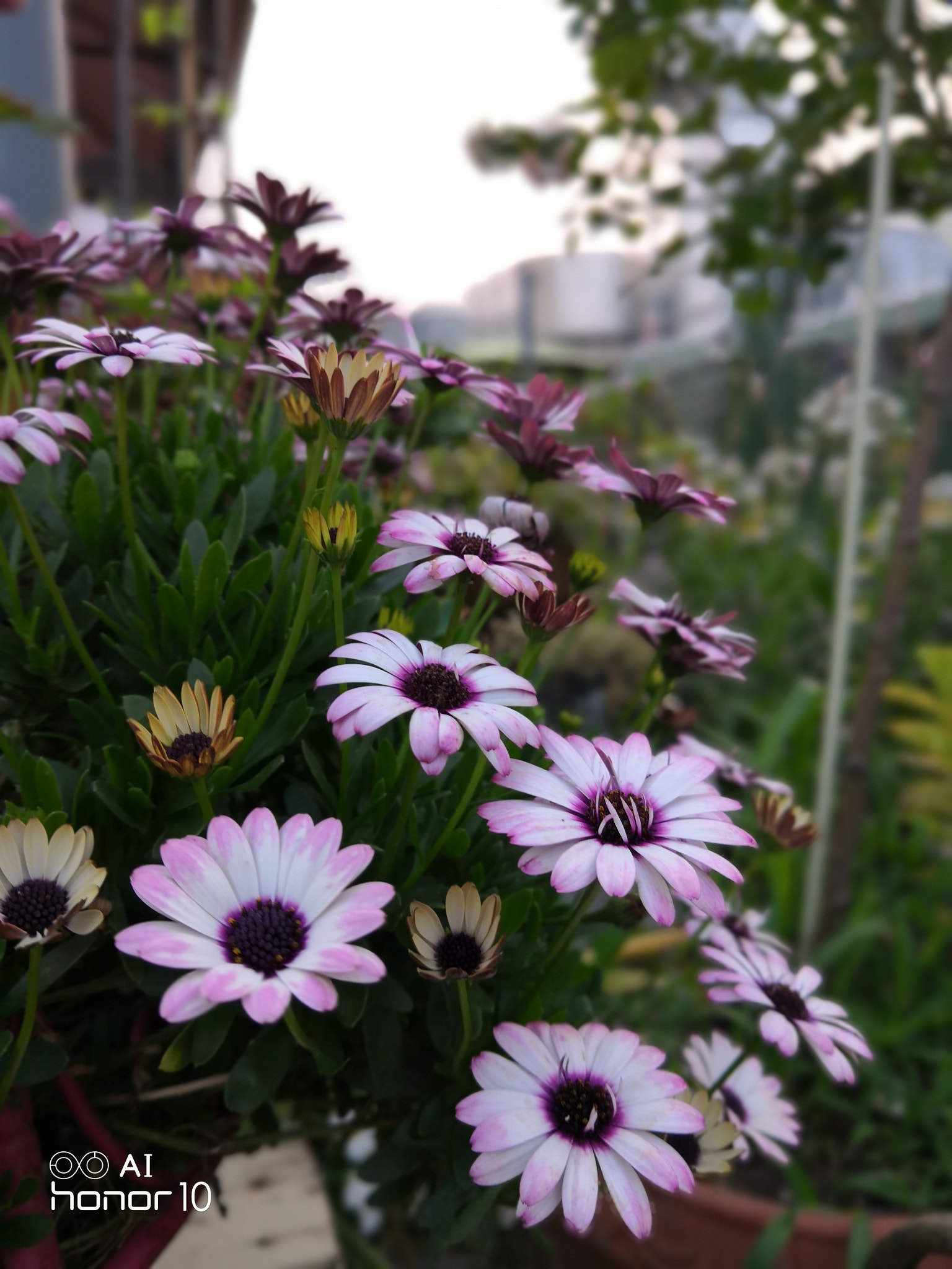 HUAWEI Honor 10 sample photo. Flowers, 2 photography