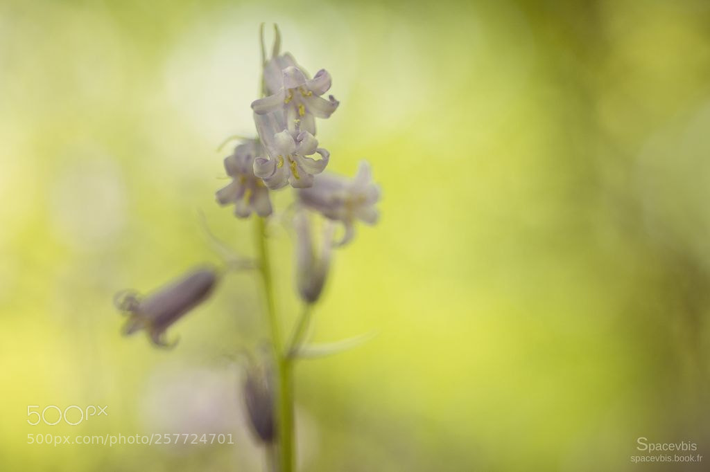Nikon D7100 sample photo. Jacinthe des bois 2 photography