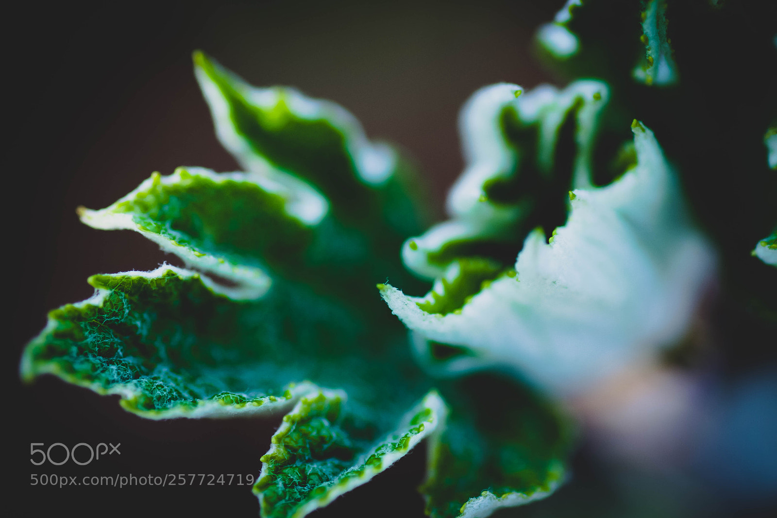 Canon EOS 7D sample photo. The leaf photography