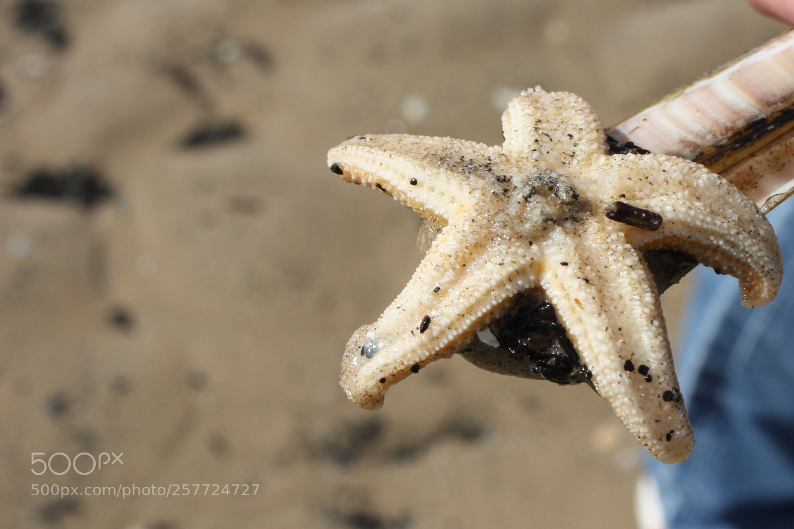 Canon EOS 450D (EOS Rebel XSi / EOS Kiss X2) sample photo. Starfish photography