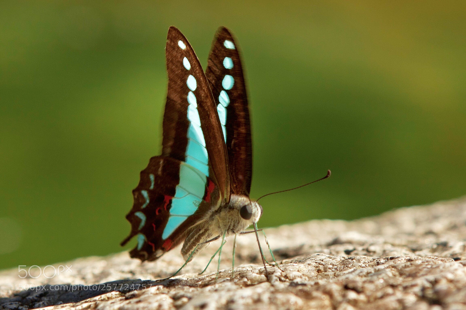 Canon EOS 40D sample photo. Blue butterfly photography