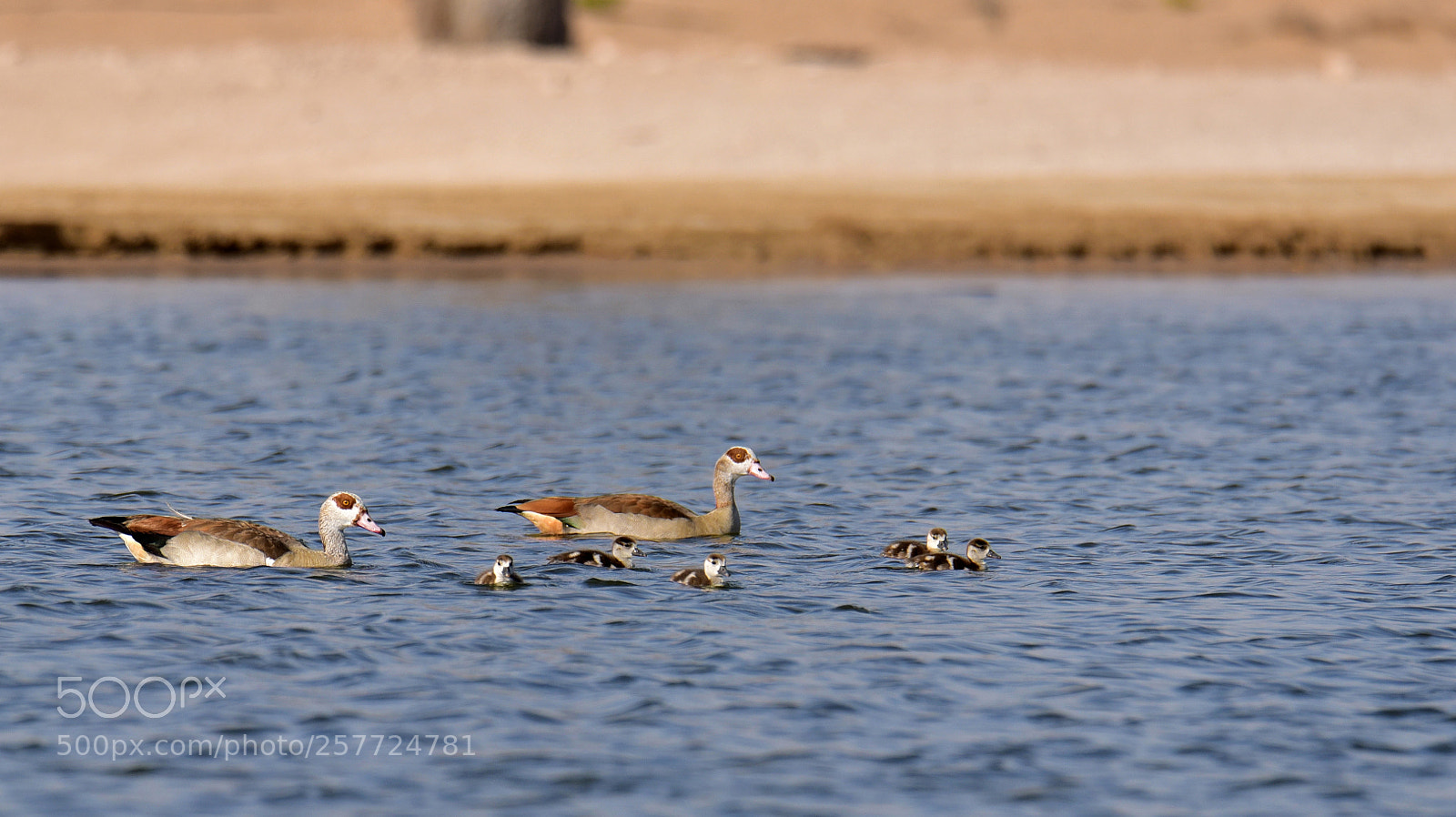 Nikon D750 sample photo. Happy mothers day ...! photography
