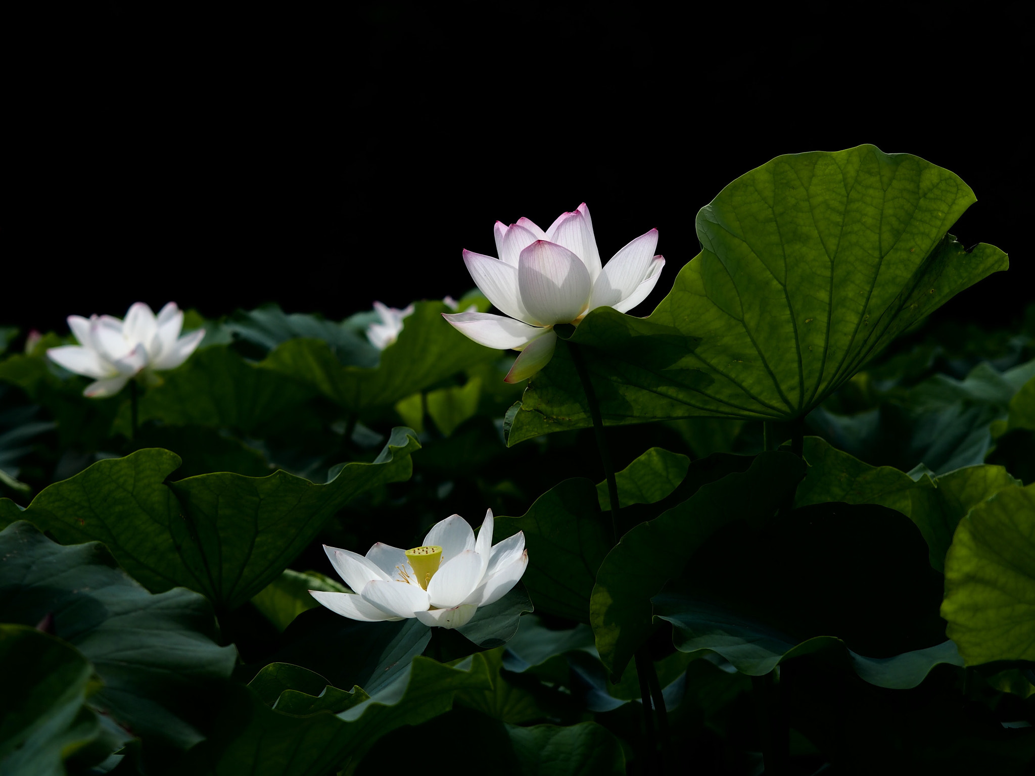 Olympus PEN E-PL6 sample photo. White lotus photography