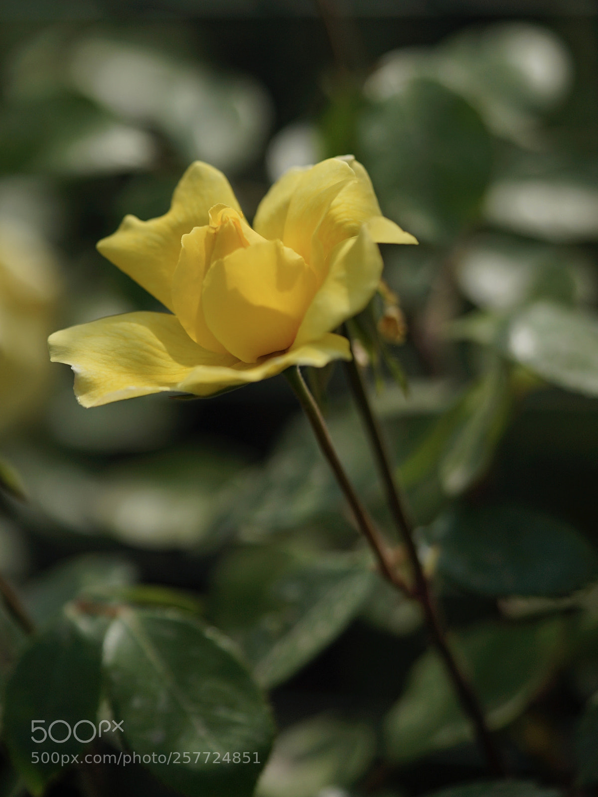 Sony a7 II sample photo. 馩張 photography