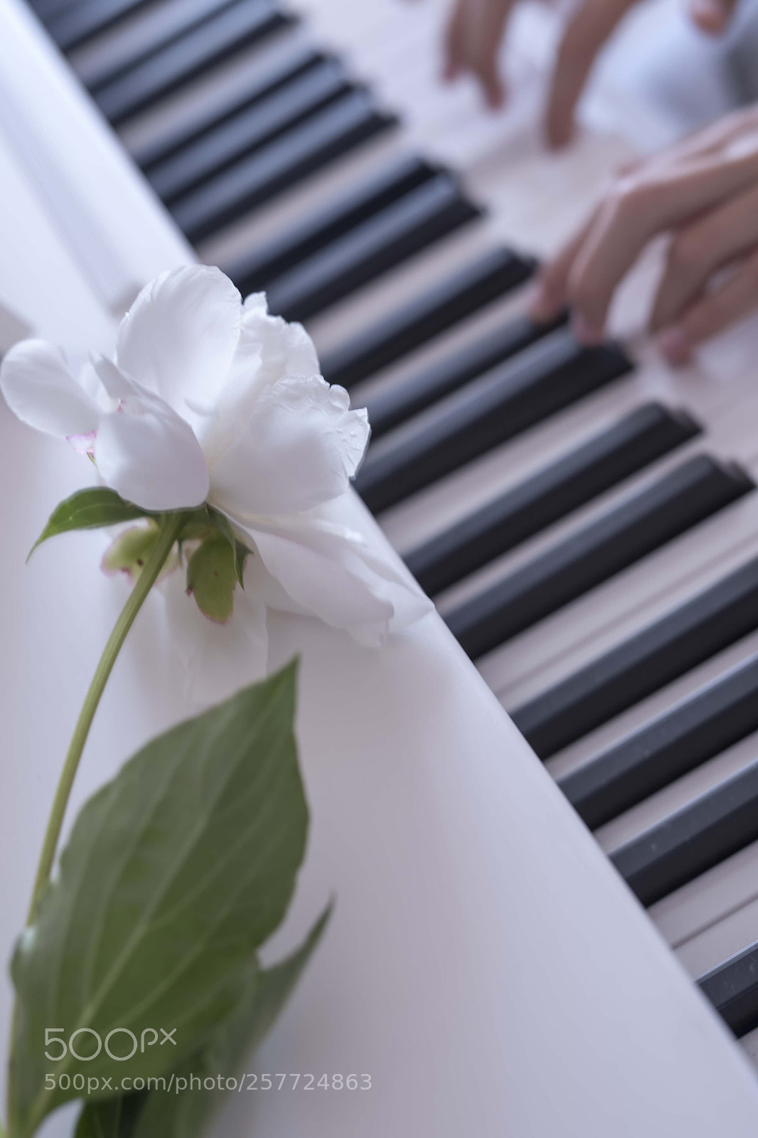 Nikon D750 sample photo. White music photography