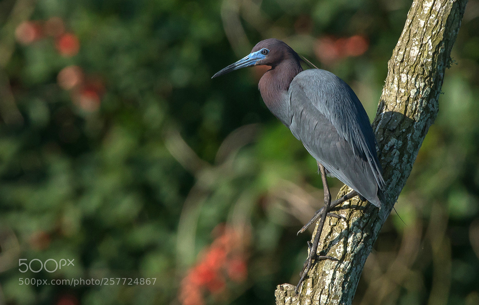 Sony a7R II sample photo. Little blue heron posing photography