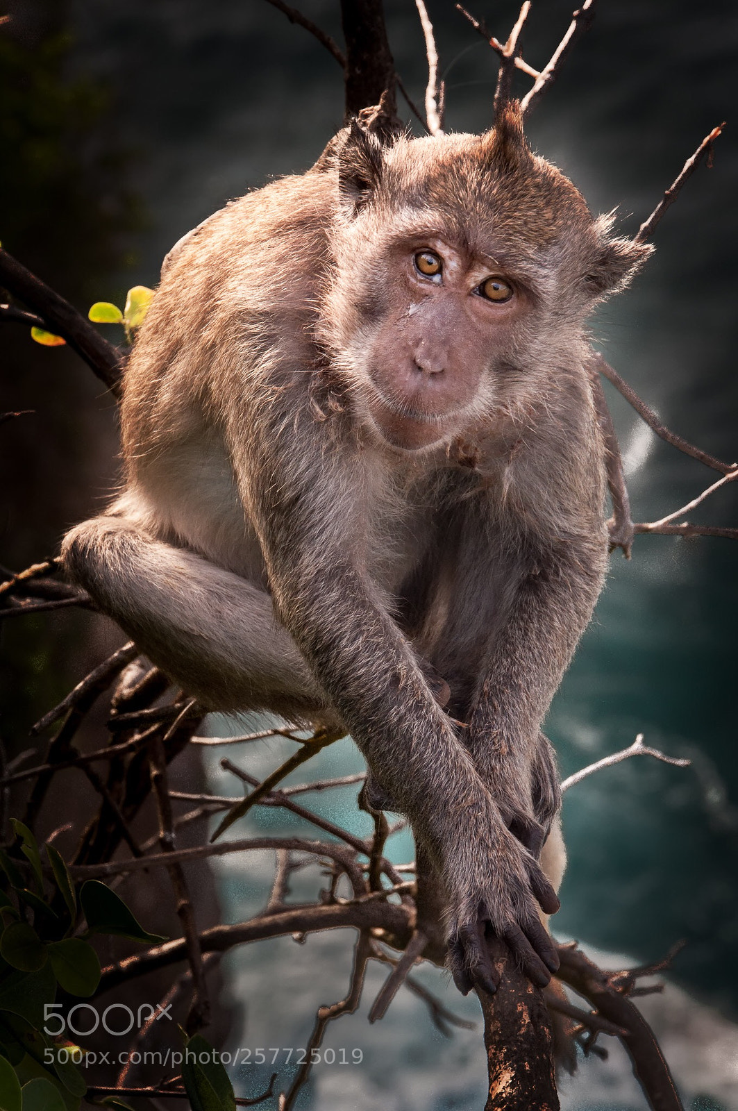 Nikon D90 sample photo. Stealing monkey photography