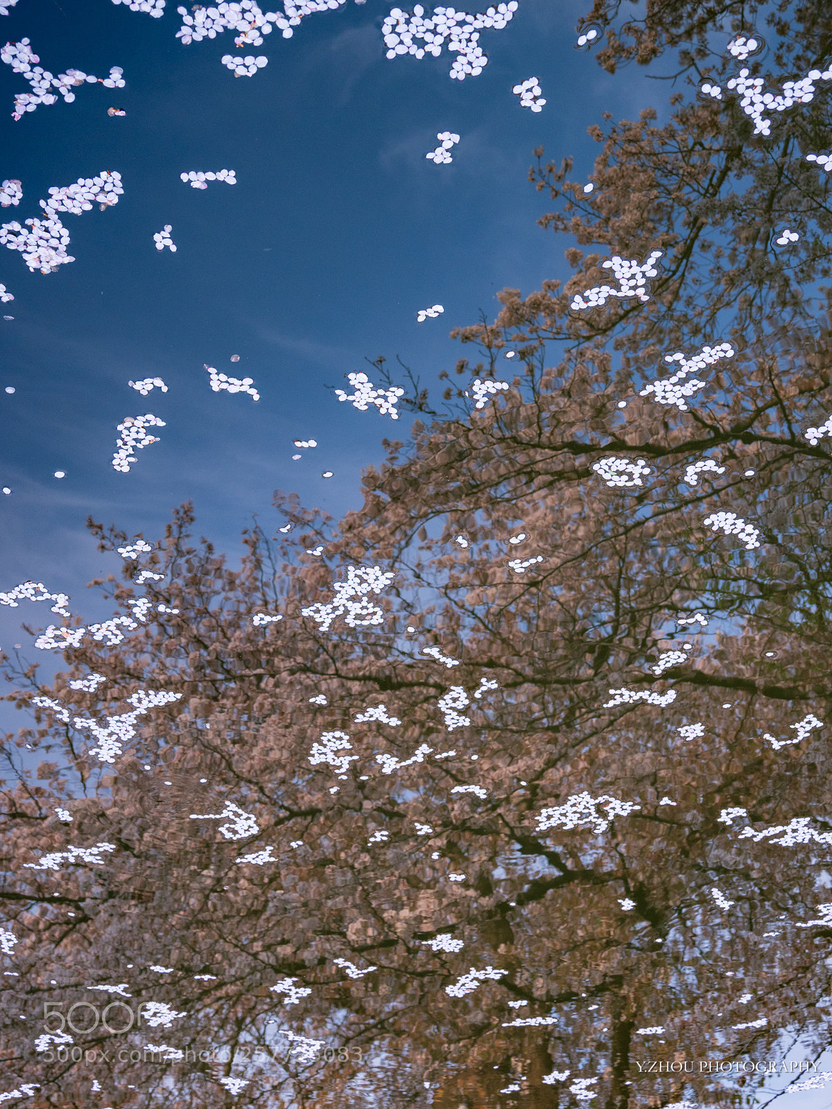 Olympus OM-D E-M1 Mark II sample photo. Sakura river photography