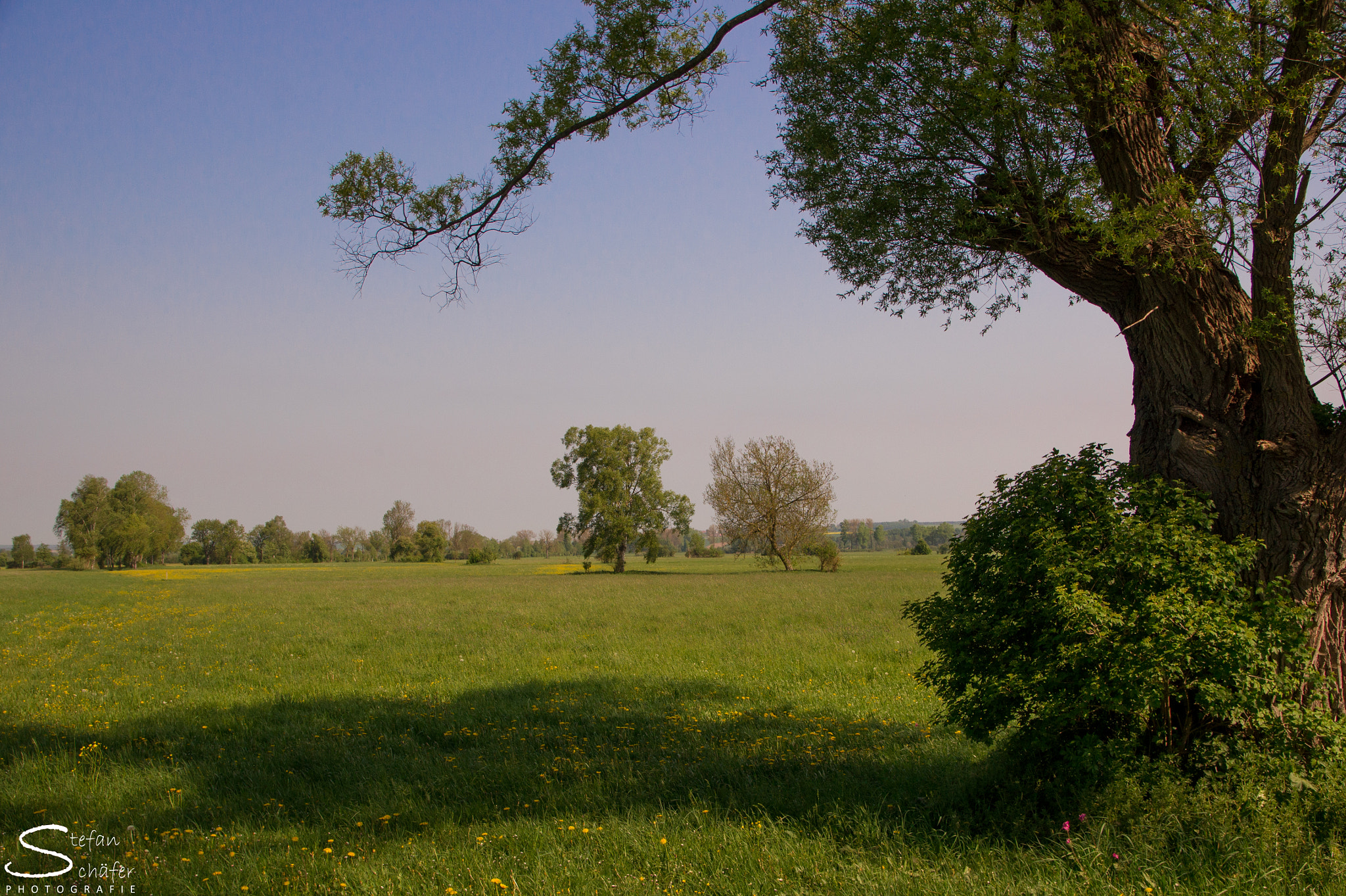 Sony Alpha DSLR-A550 sample photo. Langenauer ried photography