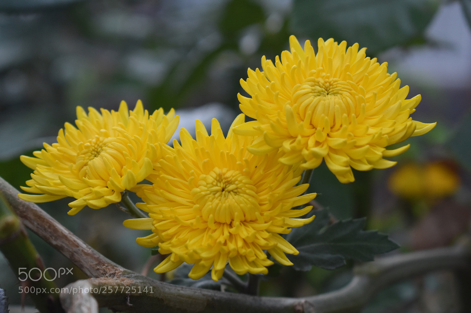 Nikon D3400 sample photo. Chrysanthemum trio photography
