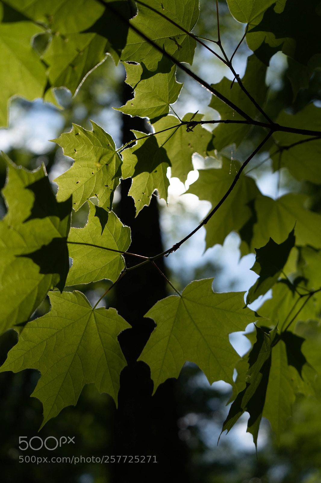 Sony a7 III sample photo. Green leaves photography