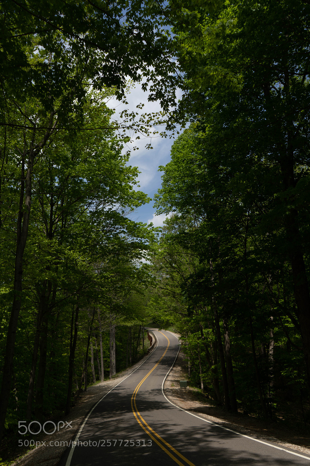 Sony a7 III sample photo. Woods photography