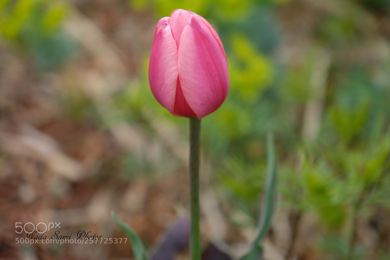 Fujifilm X-T2 sample photo. One tulip photography