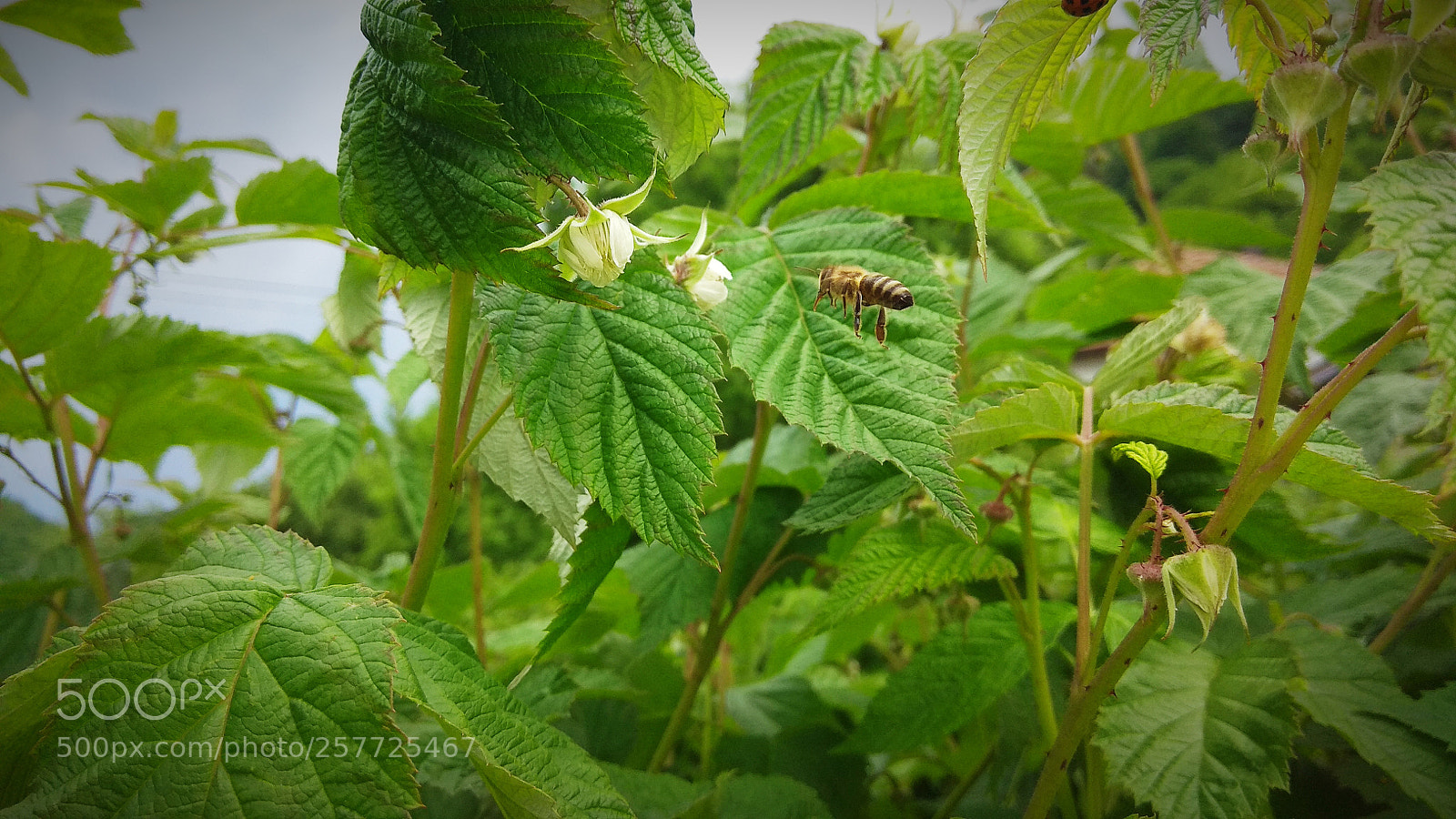 Xiaomi Redmi Note 4 sample photo. Bee and berry trees photography