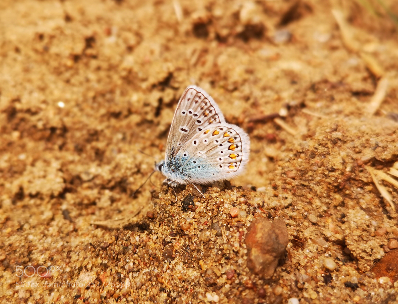 HUAWEI CLT-L09 sample photo. Butterfly photography