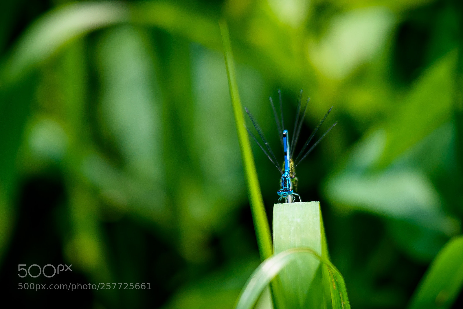 Nikon D750 sample photo. Dragonflies wedding photography