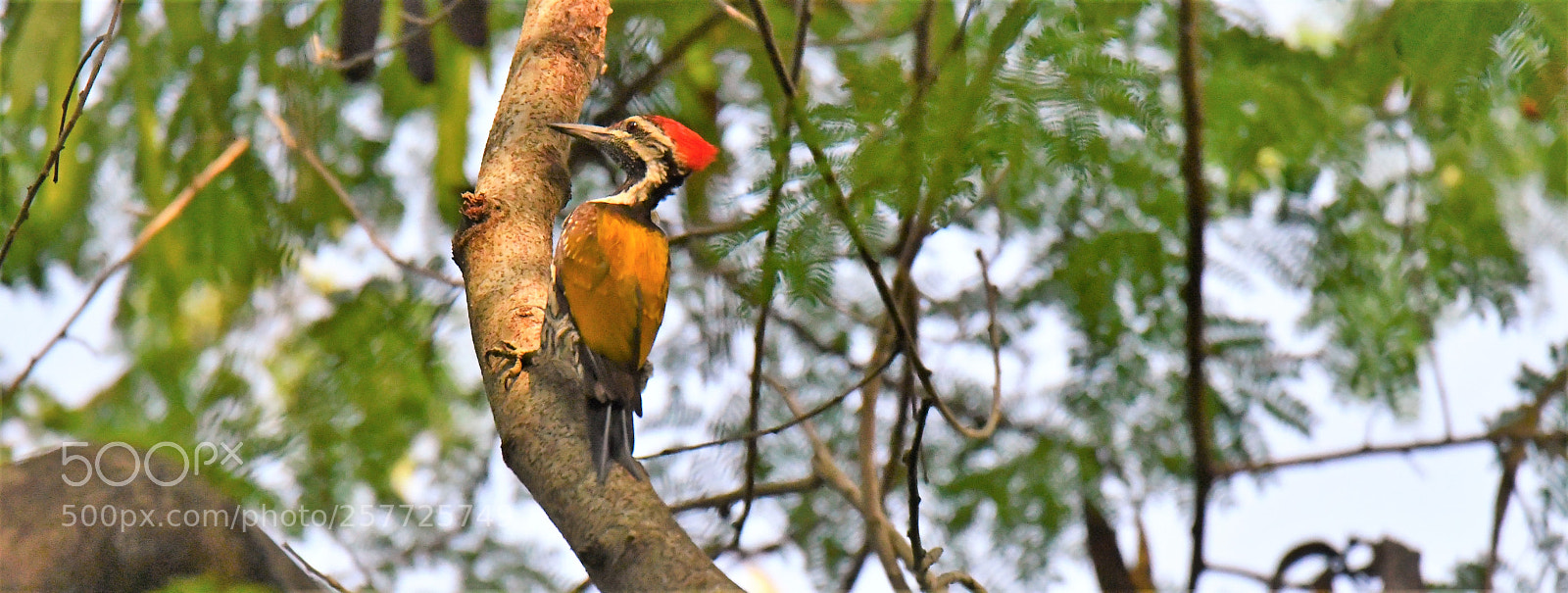 Nikon D7500 sample photo. Black rumped flameback photography