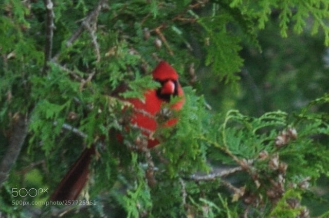 Nikon D5000 sample photo. A special visitor photography