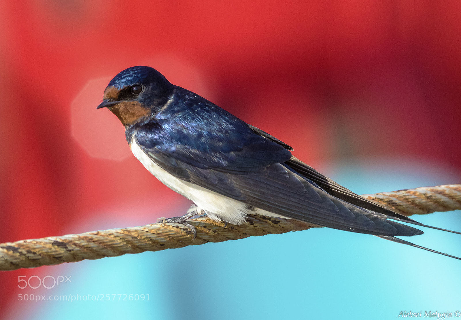 Canon EOS 7D Mark II sample photo. Barn swallow photography