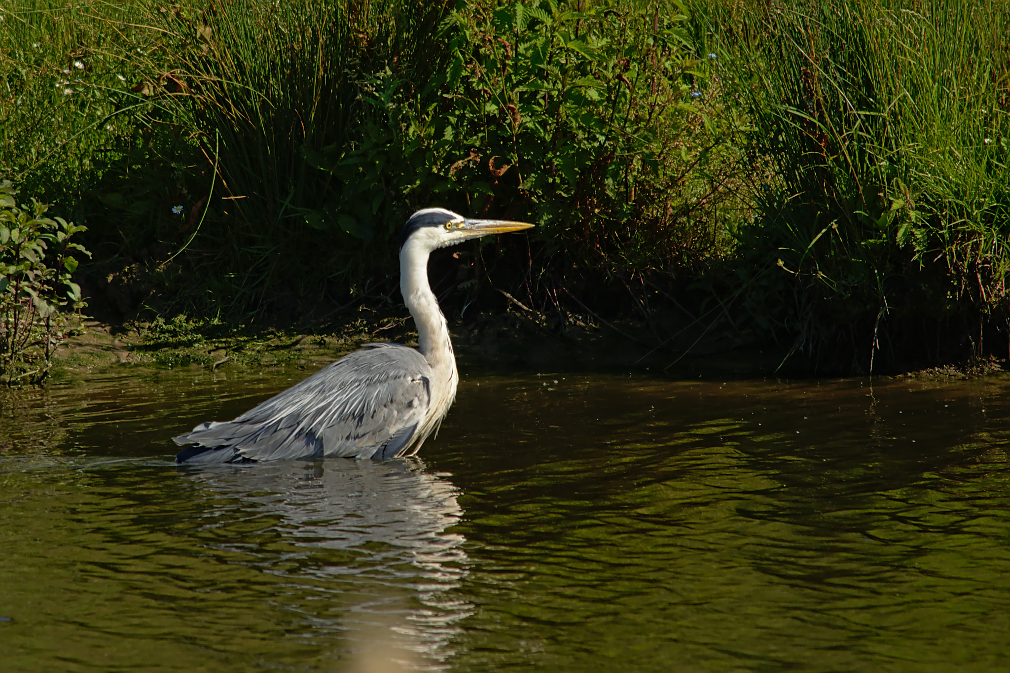 Nikon D5200 sample photo. Great blue heron sitting in the water photography