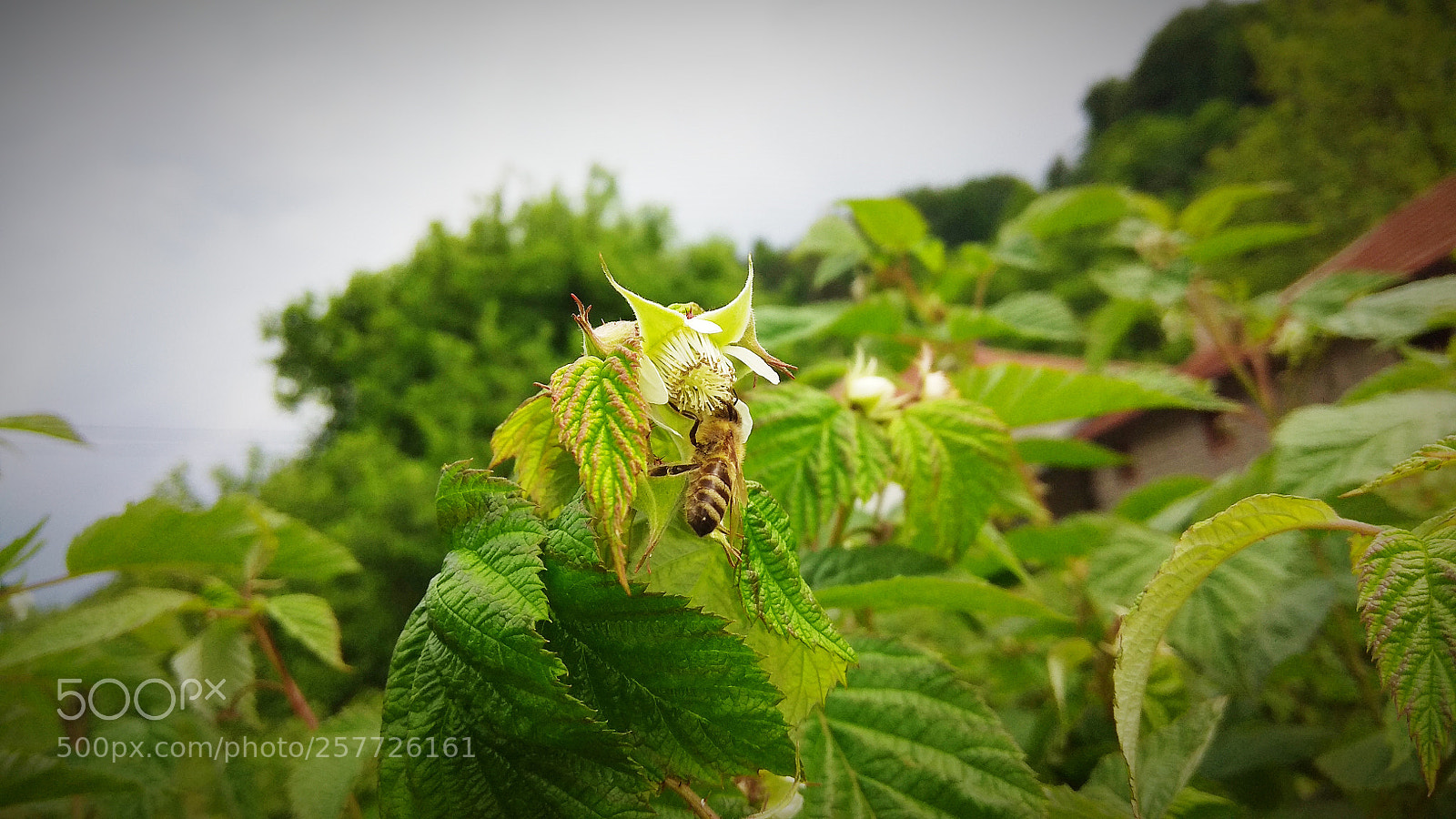 Xiaomi Redmi Note 4 sample photo. Bee and the flower photography