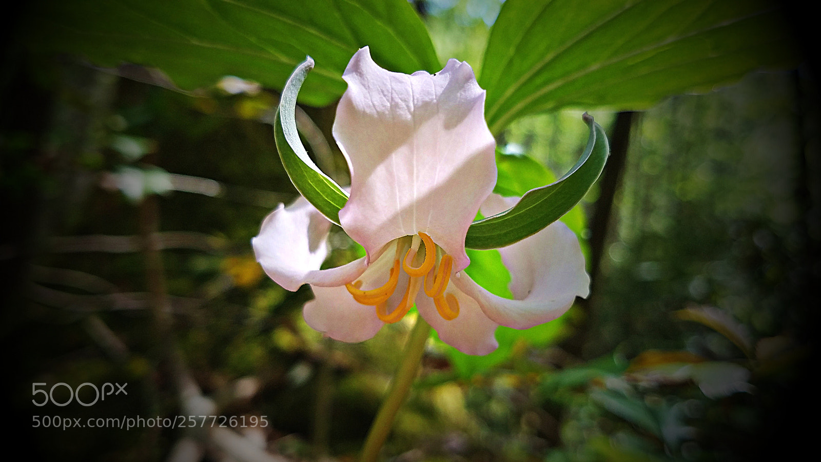 Samsung Galaxy S7 sample photo. Catesby's trillium closeup photography