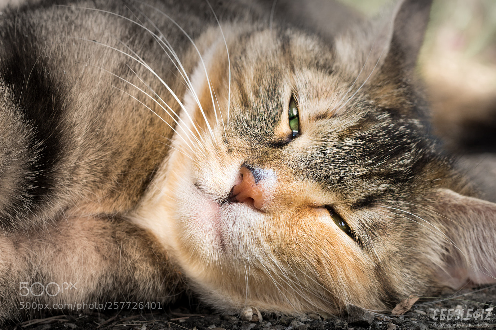 Sony ILCA-77M2 sample photo. Almost napping photography