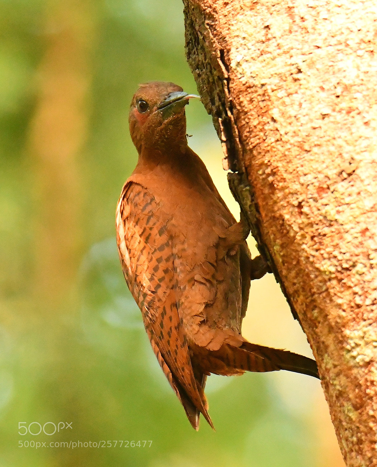 Nikon D7500 sample photo. Rufous woodpecker photography