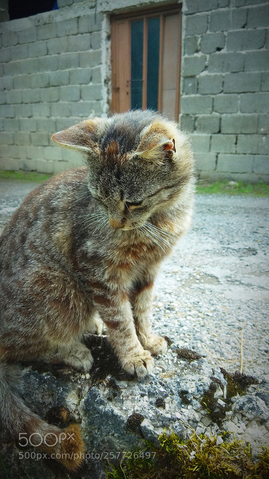 Xiaomi Redmi Note 4 sample photo. Kitty photography