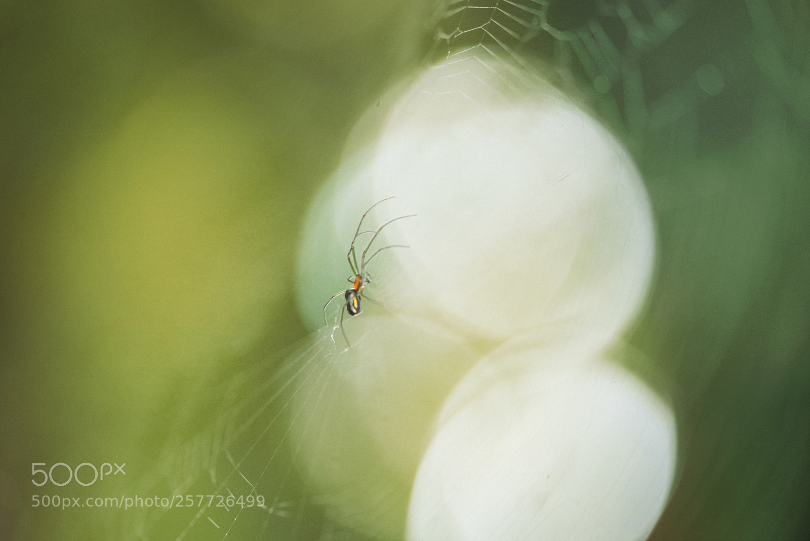 Nikon D750 sample photo. Zagriyin photography