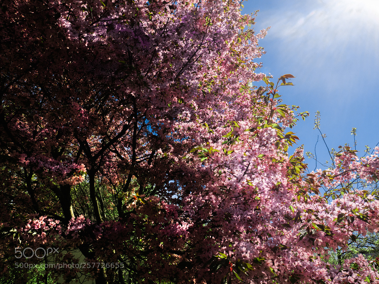 Panasonic Lumix DMC-GX85 (Lumix DMC-GX80 / Lumix DMC-GX7 Mark II) sample photo. Cherry gradient photography