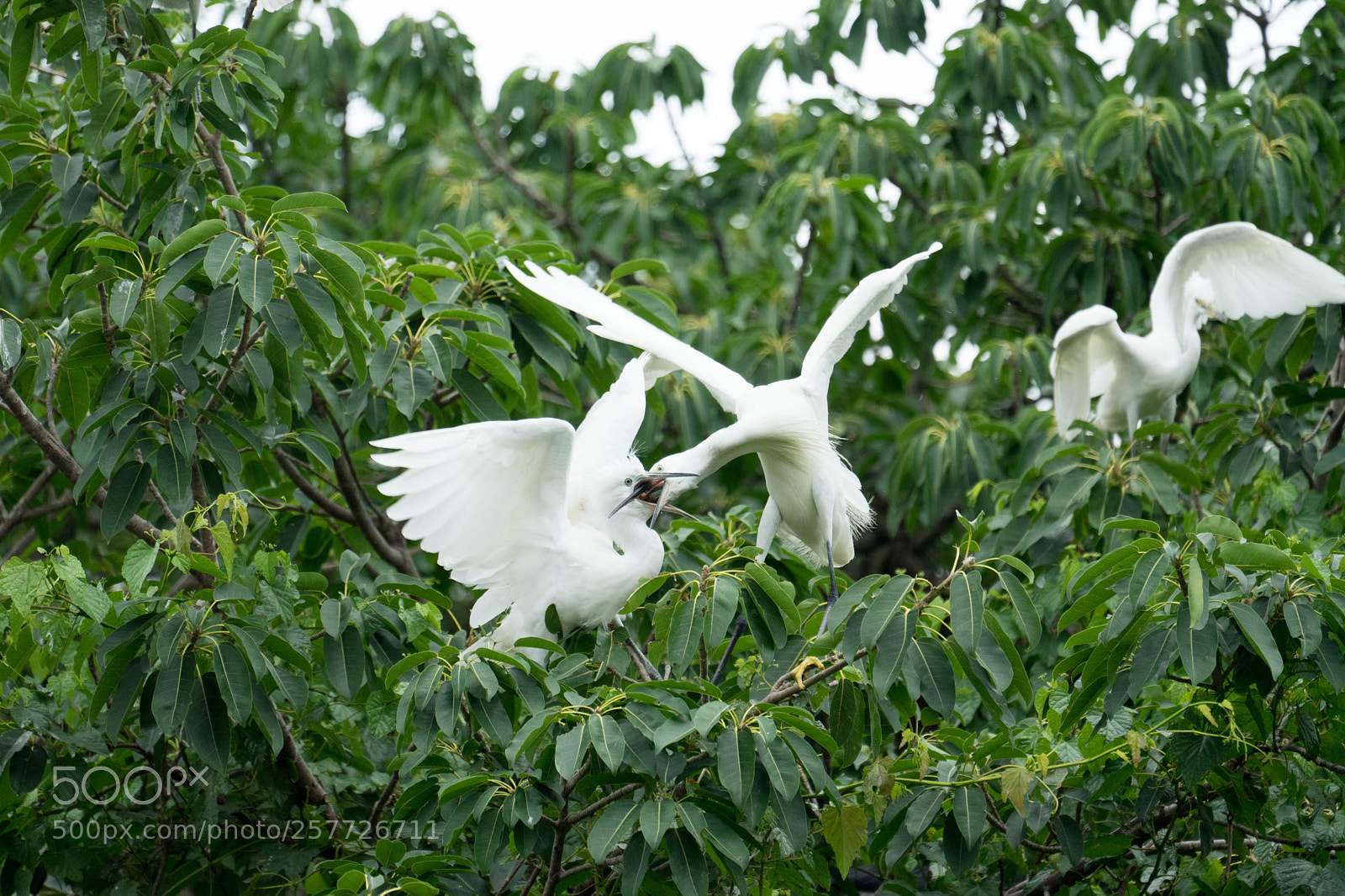 Sony a7 II sample photo. Feeding photography