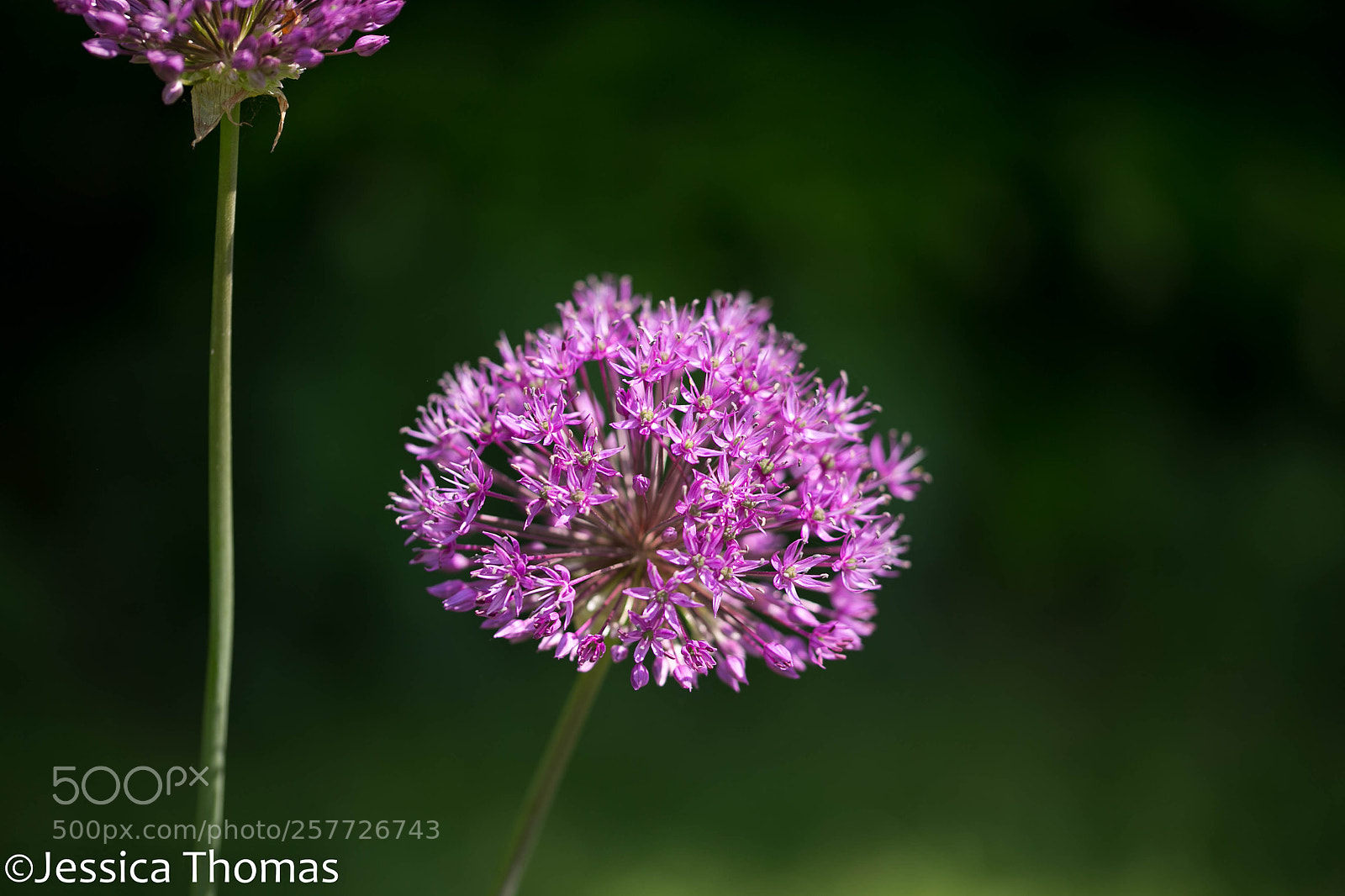 Canon EOS 6D sample photo. Untitled photography