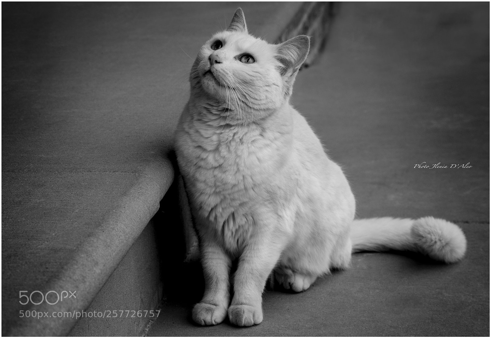 Canon EOS 6D sample photo. White cat photography