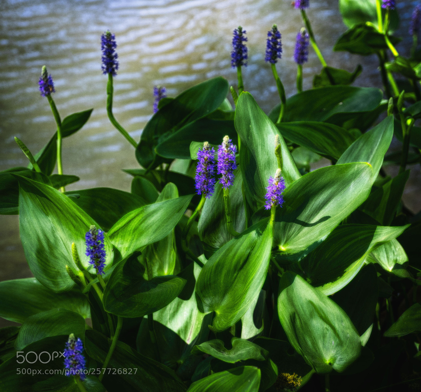 Fujifilm X-T1 sample photo. Mother's day flowers photography