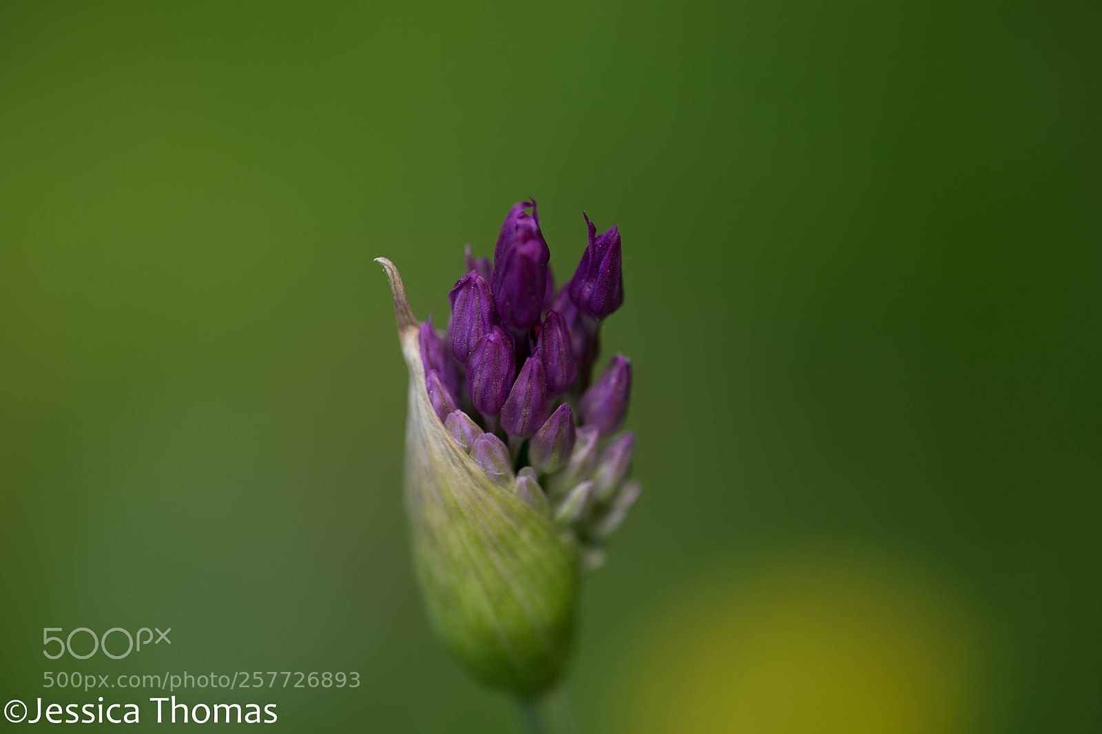 Canon EOS 6D sample photo. Untitled photography
