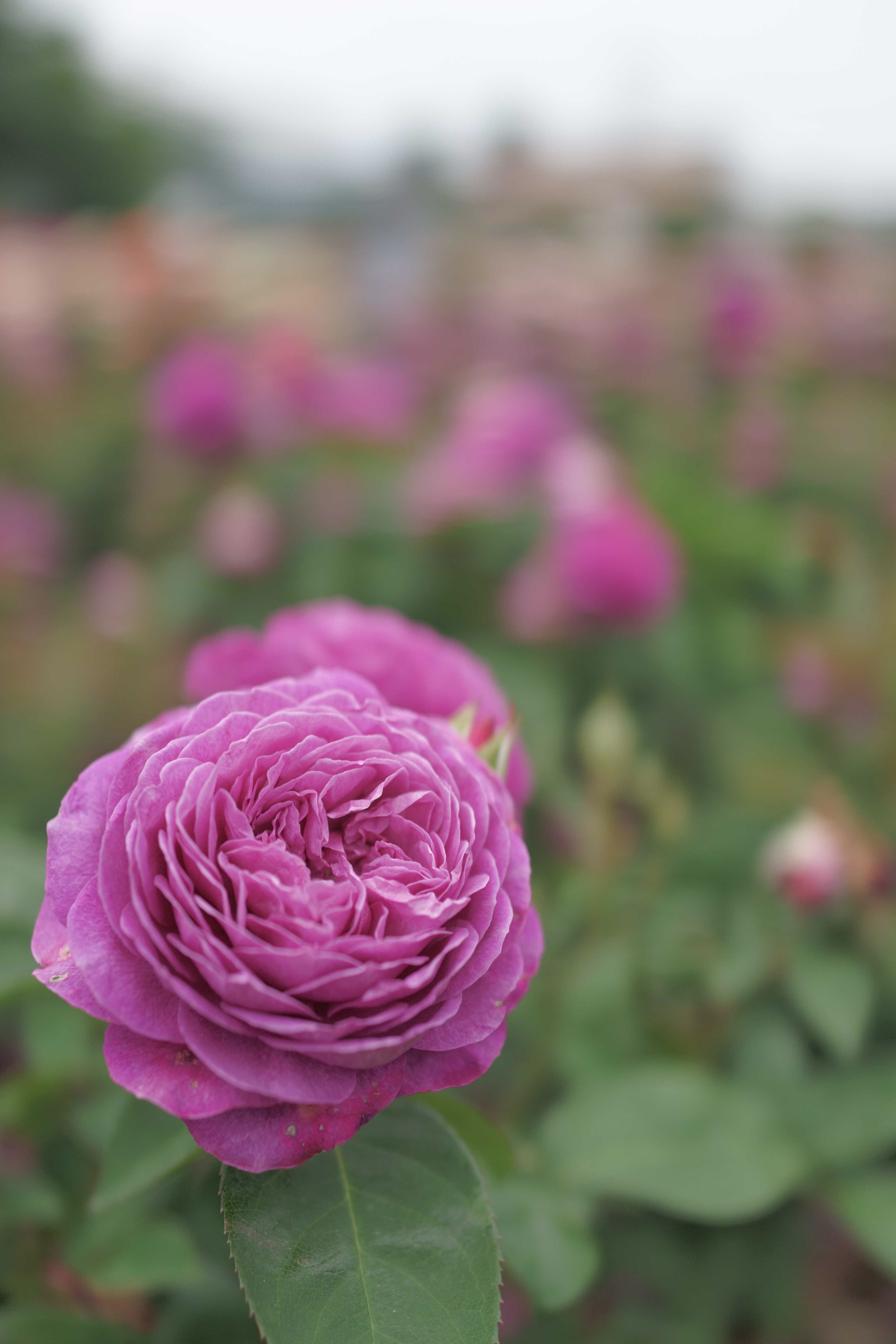 Sony Cyber-shot DSC-RX1 sample photo. Spring rose  photography