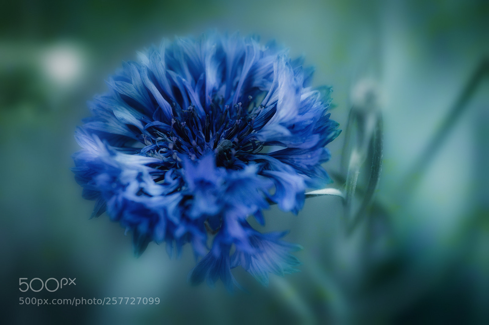 Nikon D4 sample photo. Cornflower in my garden photography