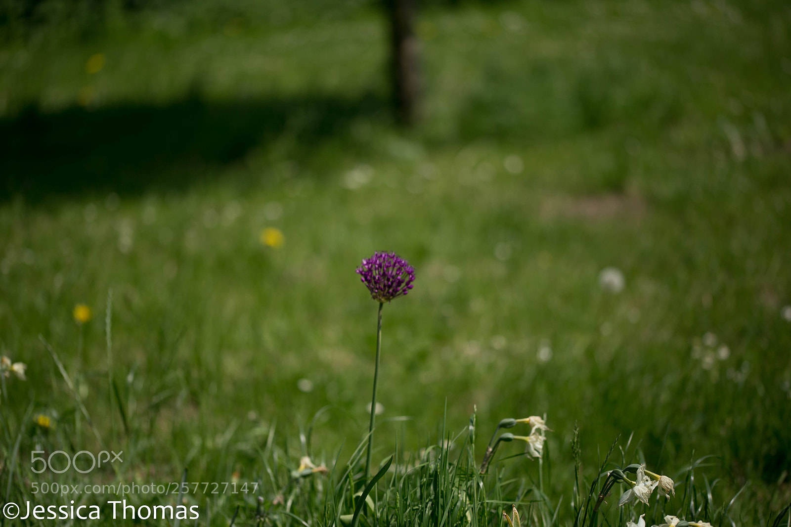 Canon EOS 6D sample photo. Untitled photography