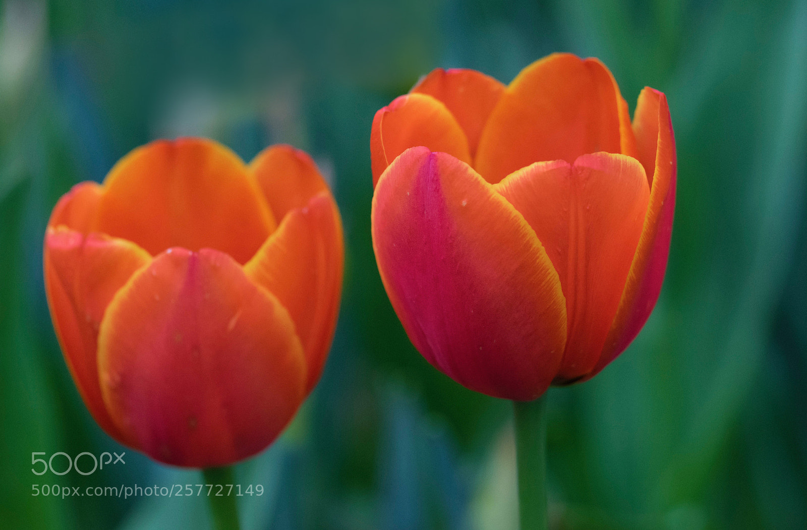 Nikon D5300 sample photo. Flowers. photography