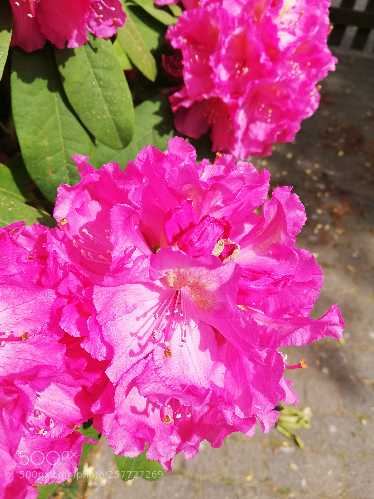 HUAWEI P20 lite sample photo. Rhododendron en fleur photography