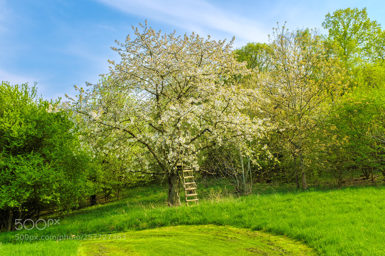 Fujifilm X100F sample photo. Der apfelbaum photography